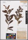 Foto von Salix aurita L. x Salix purpurea L.